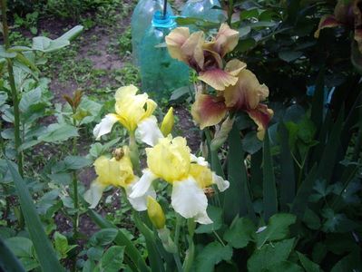 IMGP0370