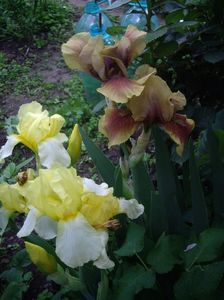 IMGP0371