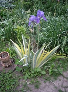 IMGP0382