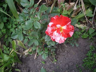 IMGP0384