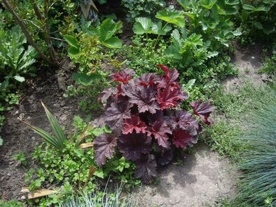 IMGP0398