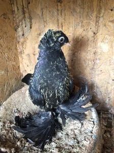 Negru 1; Cioc alb
