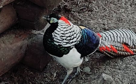 FAZAN DIAMANT; O NOUA ACHIZITIEFazanul diamant (chrysolophus amherstiae),este originar din zonele muntoase din sud-estul Tibetului si sud-vestul Chinei.
Masculul.lungime totala 130cm-170cm,din care lungimea cozii 80
