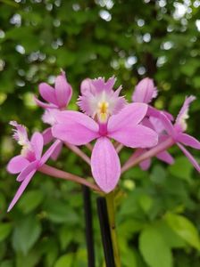 Epidendrum Radicans Rose Toeffe - 85 lei