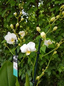 Phalaenopsis Sogo Popcorn - 55 lei