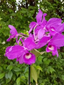 Cattleya Skinnerii Casa Luna - 155 lei; Fara flori
