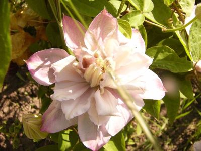 Clematis Innocent Blush