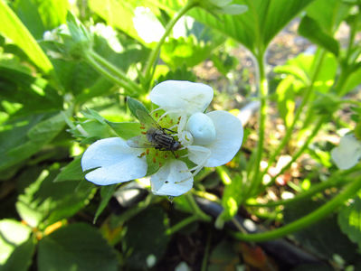 Păianjen Misumena vatia; 15mai 2017 002
