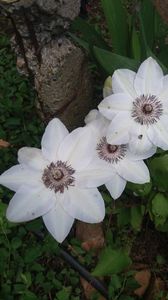 clematita Miss Bateman; grupa B ;infloreste mai /iunie ,august/ septembrie pe liane vechi si noi.
semiumbra,
fara parfum,
2-3 m inaltime la maturitate
