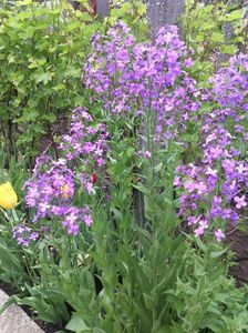 hesperis matronalis