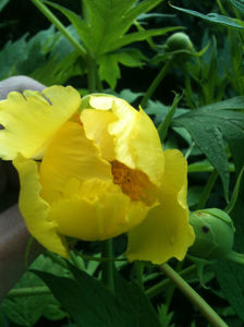 Paeonia lutea var. ludlowii