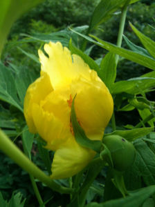 Paeonia lutea var. ludlowii