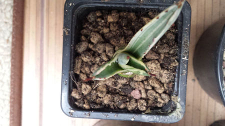 Agave cordillerensis variegated