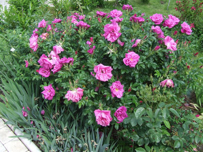 O rosa rugosa; Tufa de 1 metru inaltime, flori pline, le &quot;suspectez&quot; ca merg si de dulceata.
