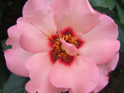 Alissar, Princess of Phoenicia; Un trandafir cu inflorire din mai pina in noiembrie, extrem de rezistent la boli si insecte.
