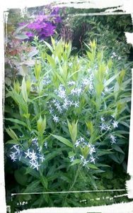 Amsonia tabernemontana