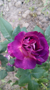 Diablesse de Mers -48 lei