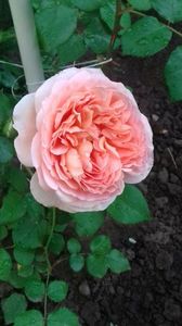 ABRAHAM DARBY; ABRAHAM DARBY
