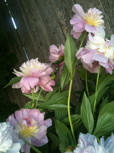 Paeonia Raspberry Sundae