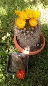 poze 2016 cactusi  si altele 160; weingartia  si rebutia

