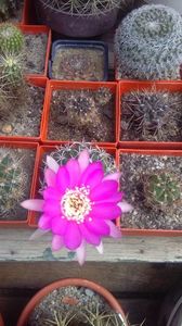 poze 2016 cactusi  si altele 034; lobivia

