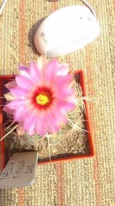 poze 2016 cactusi  si altele 108; thelocactus bicolor
