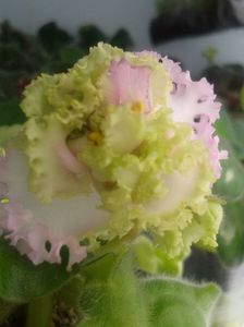 22 apr
