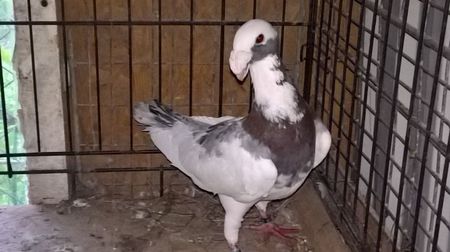 m. 2016