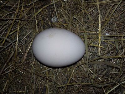 Primul ou al unei paunite standard purtatoare de alb