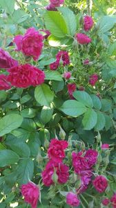 Rosa rugosa Grootendorst supreme