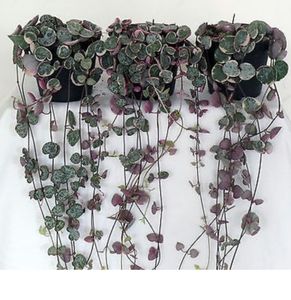 Ceropegia Woodii Variegata; VAND.Plantă rară, singura specie de Ceropegia cultivată în interioare, o plantă suculentă cu viață lungă, potrivită pentru etalare într-un coș suspendat.  Pe tulpini se formează mici tuberculi.POZE RE
