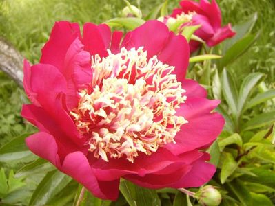 Paeonia Nipon Beauty
