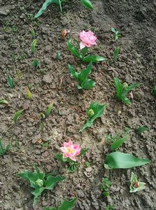 Photo0042