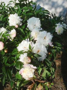 Photo0087