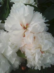 Photo0089