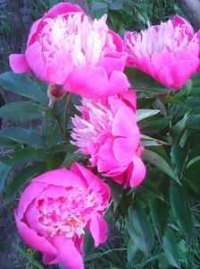 Photo0091