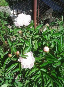 Photo0099
