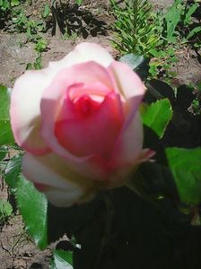 Photo0105