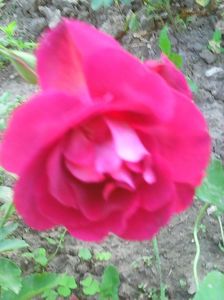 Photo0111