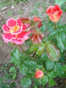 Photo0116