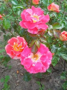 Photo0125