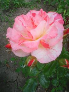 Photo0126