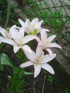 Photo0132