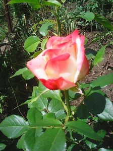 Photo0145