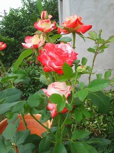 Photo0159