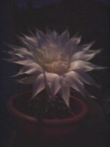 Photo0162