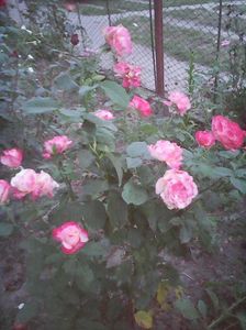 Photo0167