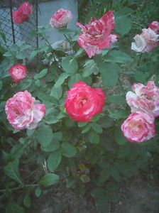 Photo0169
