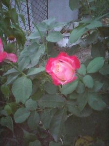 Photo0170