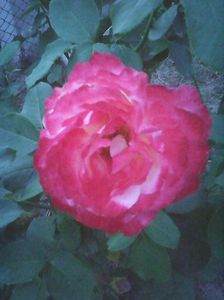 Photo0171